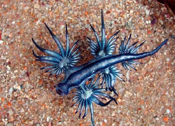 Shangrala's Bizarre Nature