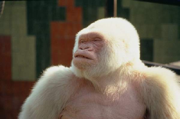 Shangrala's Rarely Seen Critters