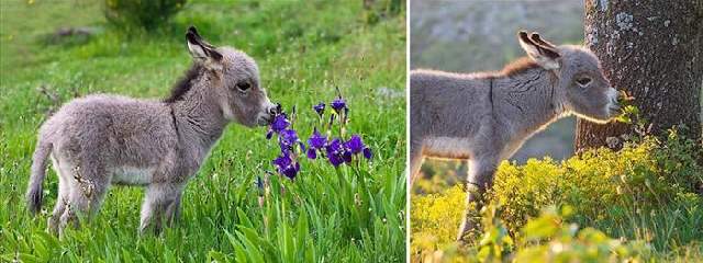 Shangrala's Sweet Animals With Flowers