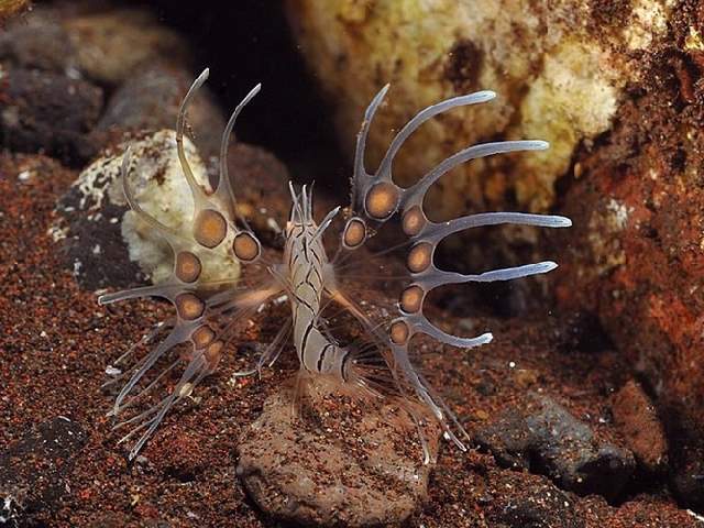 Shangrala's Underwater Life of Eilat 2