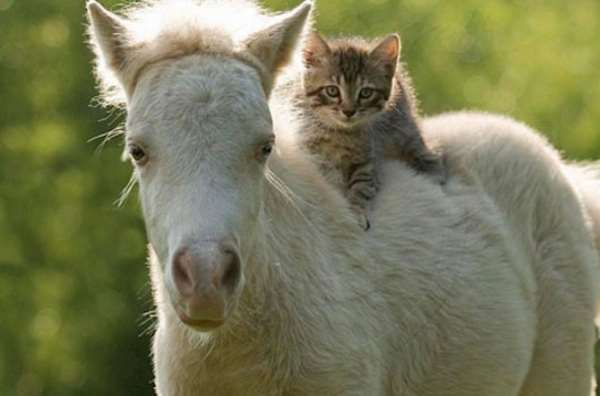 Shangrala's Animal Friends 6