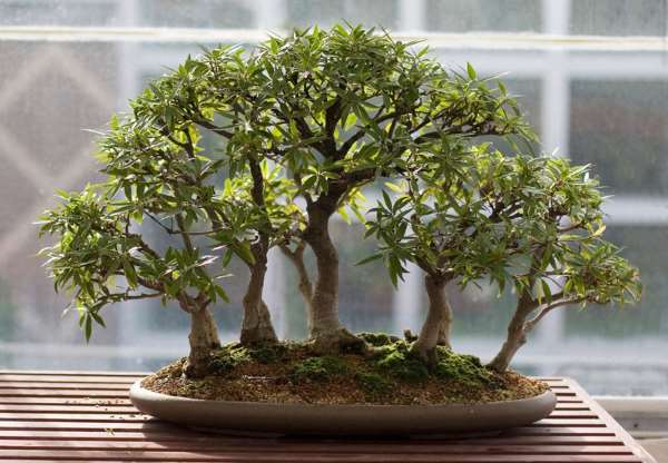 Shangrala's Amazing Bonsai Forests