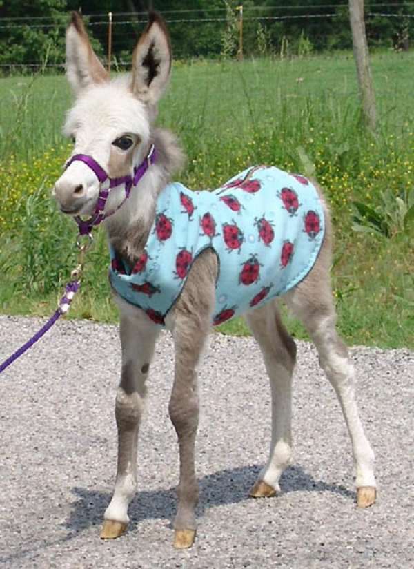Shangrala's Miniature Donkeys
