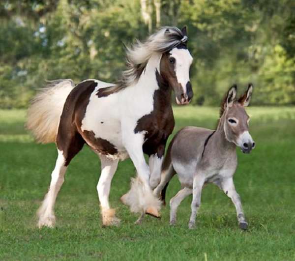 Shangrala's Miniature Donkeys