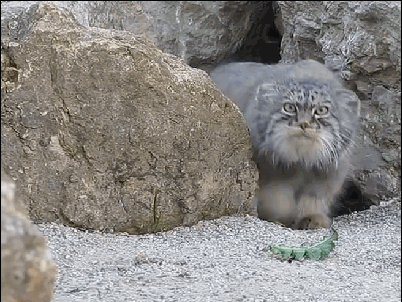 Shangrala's World's Most Expressive Cat