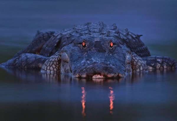 Shangrala's Incredible Wildlife Photos 3