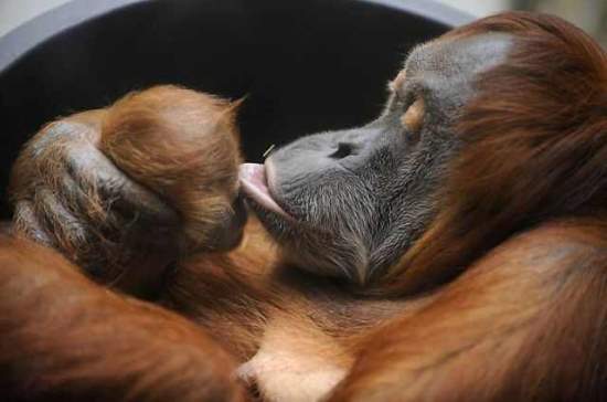 Shangrala's Aww Animals 14