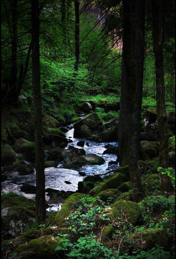 Shangrala's Mysterious Black Forest