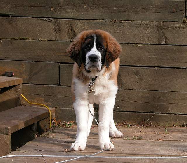 Shangrala's World's Largest Dogs