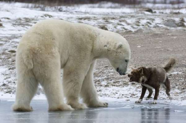 Shangrala's Fearless Animals