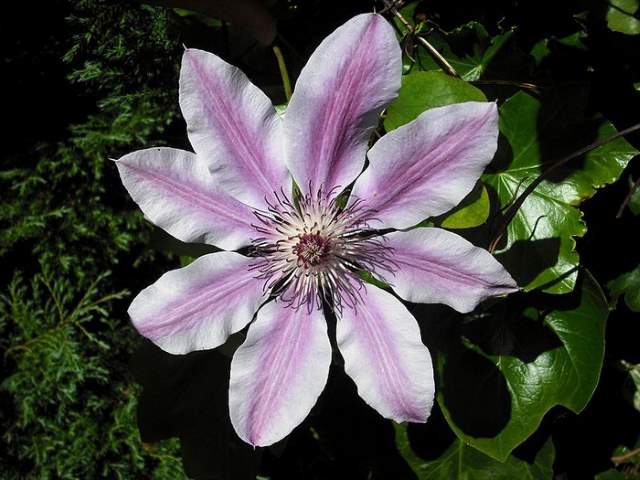 Shangrala's Beautiful Flowers 2
