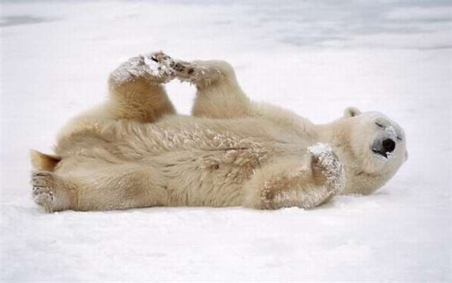 Shangrala's Polar Bear Capital