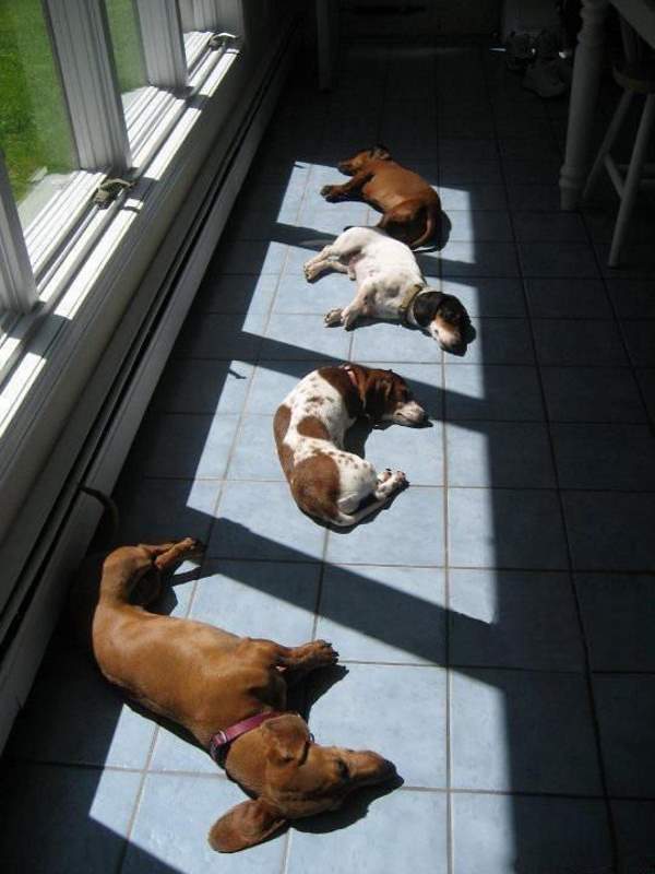 Shangrala's Loveable Pooches