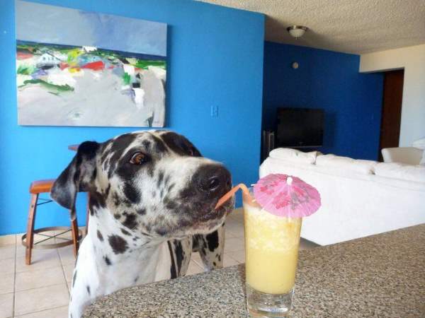 Shangrala's Loveable Pooches