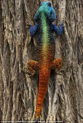 Shangrala's Natural Show-offs