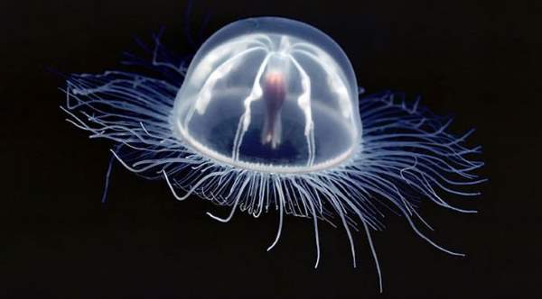 Shangrala's Transparent Critters