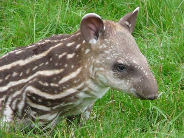 Shangrala's Incredible Wildlife Photos 5