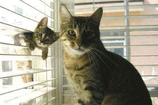 Shangrala's Animal Moms 6