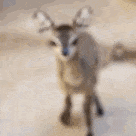 Shangrala's Cute Little Antelope