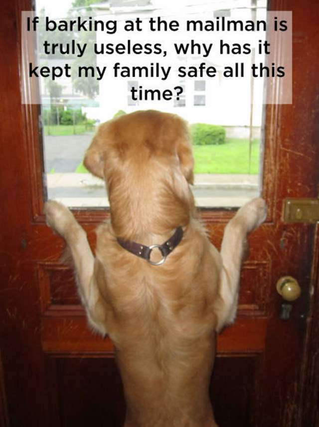 Shangrala's Dog Thoughts