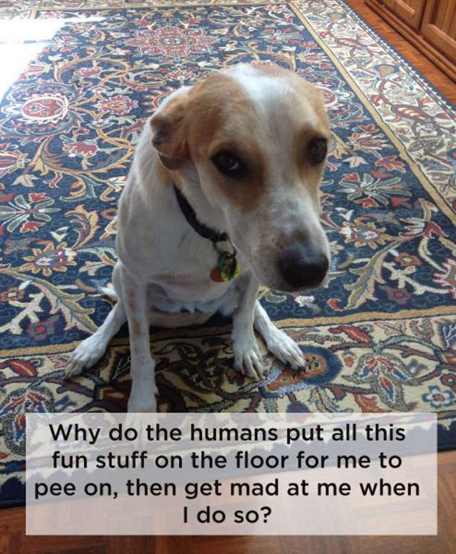 Shangrala's Dog Thoughts