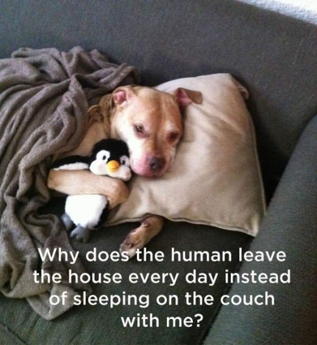 Shangrala's Dog Thoughts