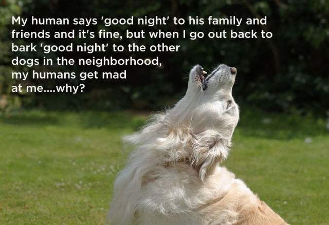 Shangrala's Dog Thoughts