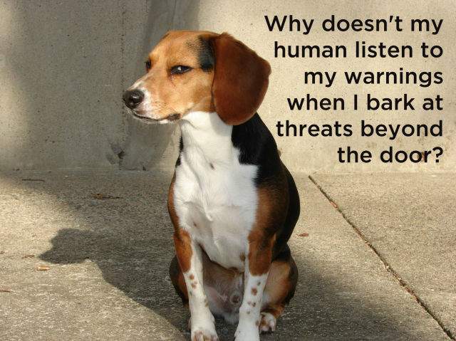 Shangrala's Dog Thoughts
