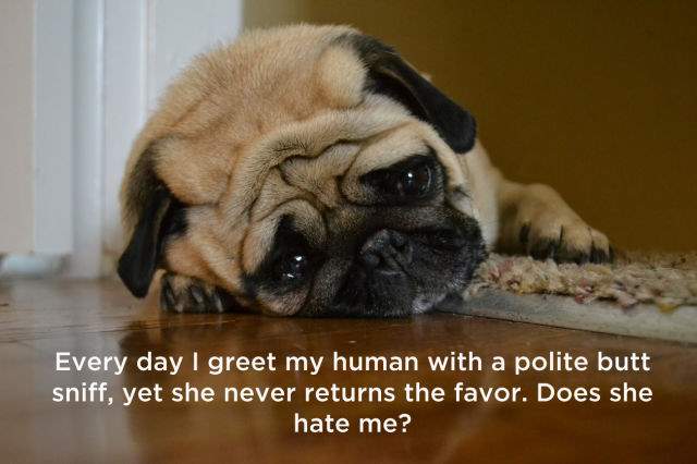 Shangrala's Dog Thoughts