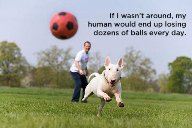 Shangrala's Dog Thoughts