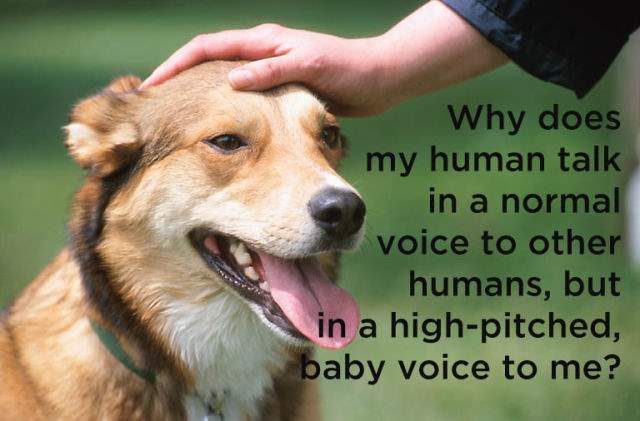 Shangrala's Dog Thoughts