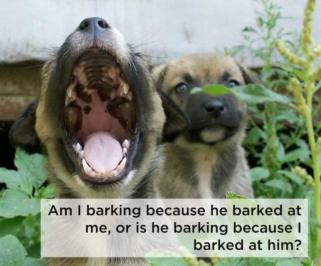 Shangrala's Dog Thoughts