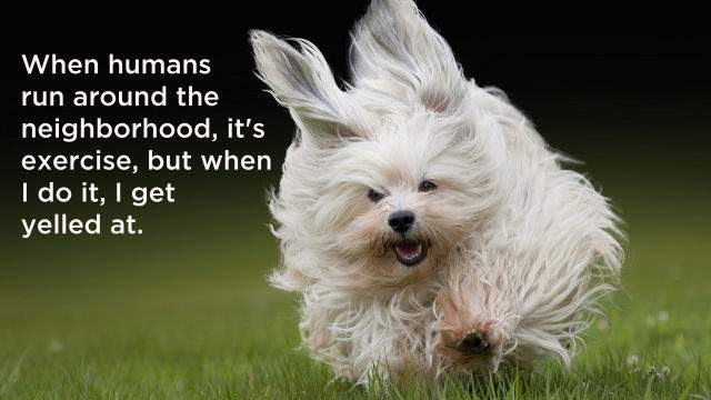 Shangrala's Dog Thoughts