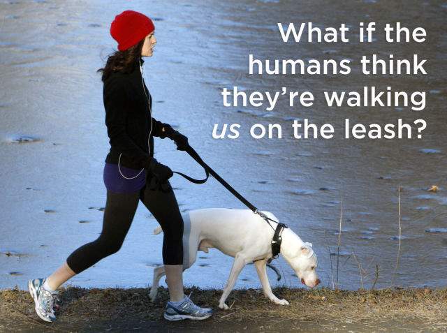 Shangrala's Dog Thoughts