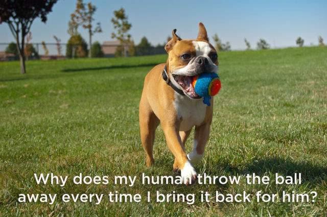 Shangrala's Dog Thoughts