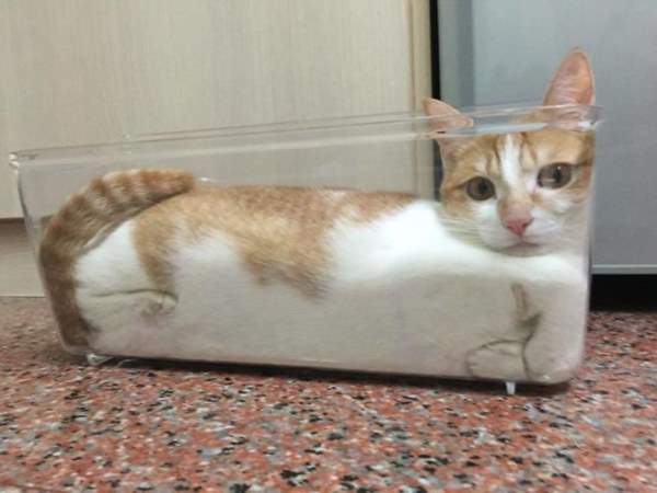 Shangrala's Hey, If It Fits