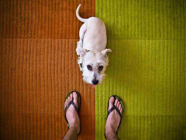 Shangrala's The Look