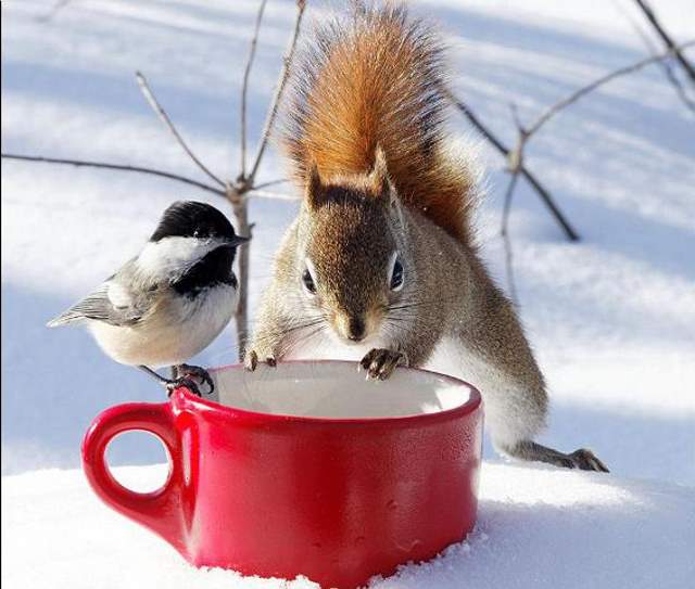 Shangrala's The Look