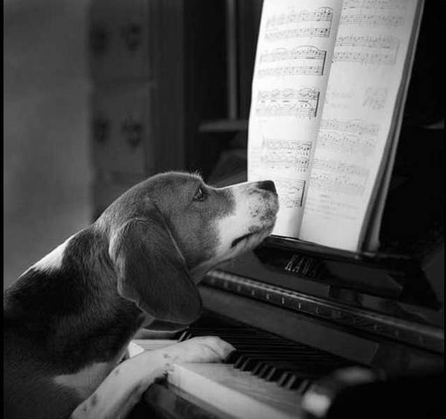 Shangrala's The Look