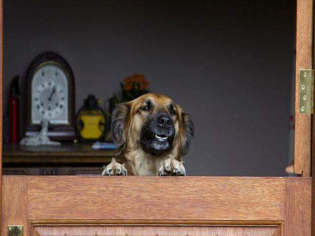 Shangrala's The Look