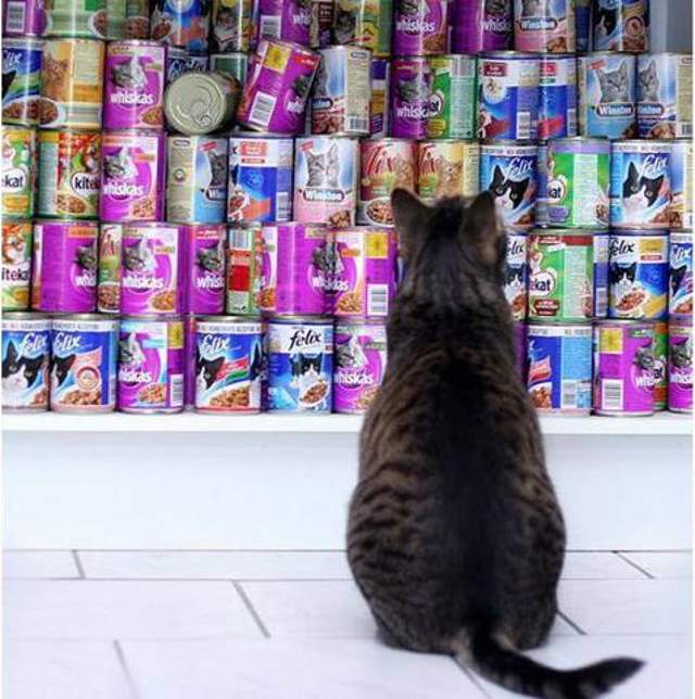 Shangrala's The Look