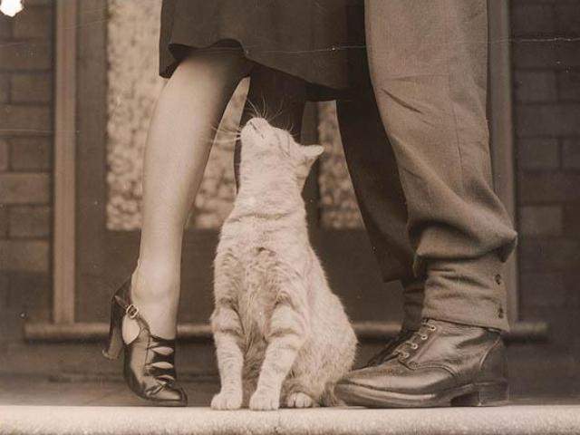 Shangrala's The Look