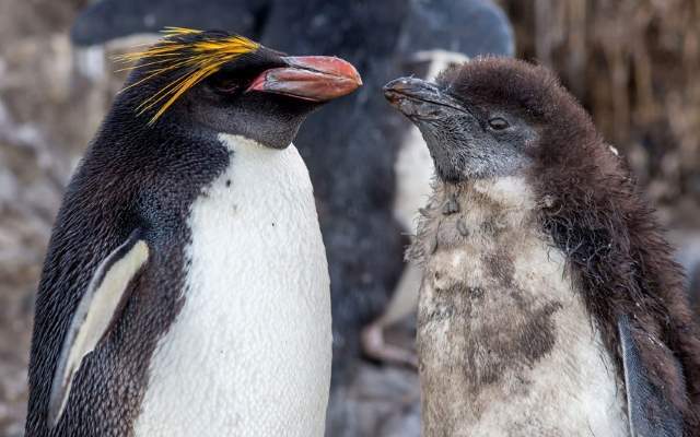 Shangrala's Falkland Islands Babies