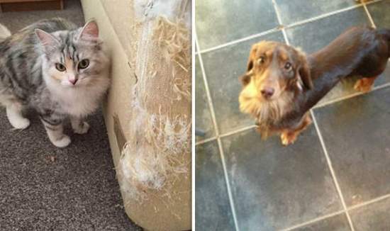 Shangrala's Pets Left Home Alone 3