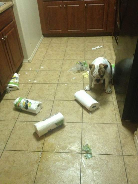 Shangrala's Pets Left Home Alone 3