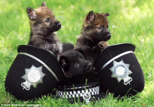 Shangrala's Police Dogs 3