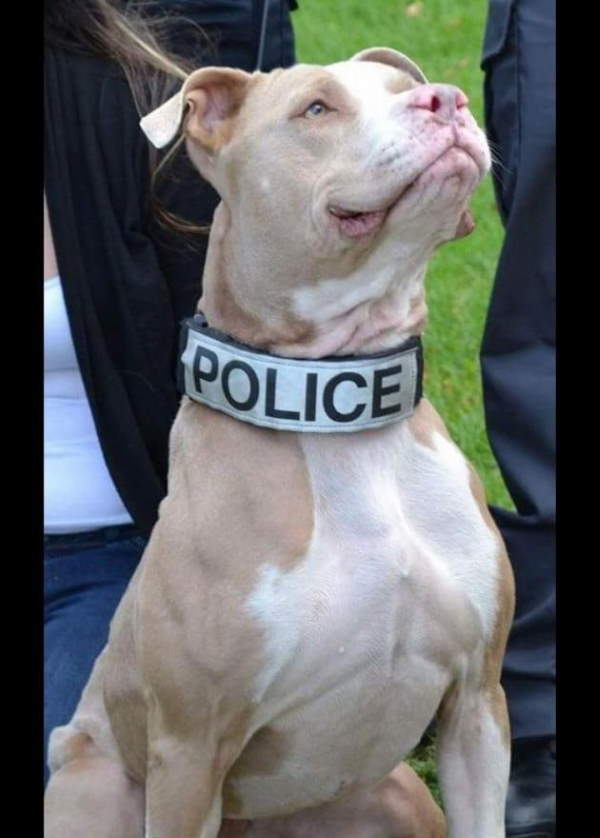 Shangrala's Police Dogs 3