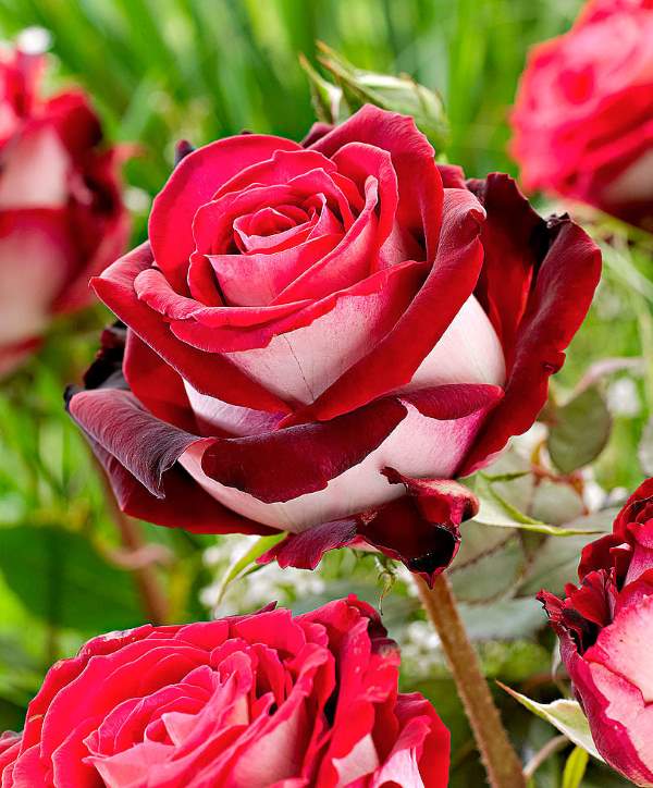 Shangrala's Beautiful Roses