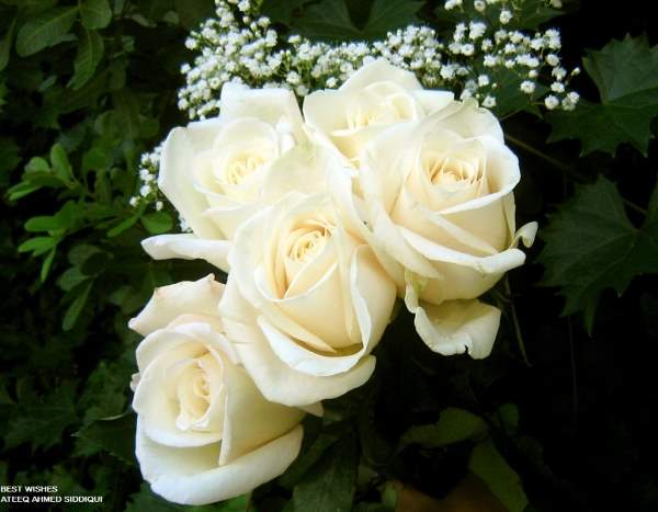 Shangrala's Beautiful Roses