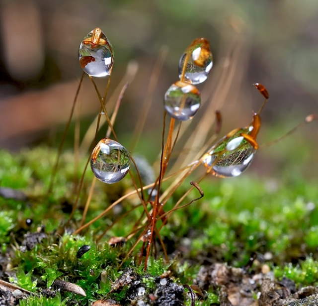 Shangrala's Nature's Teardrops
